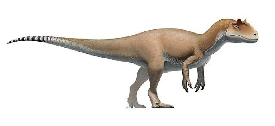 Slik kan en allosaurus ha sett ut, den kunne bli 12 meter. Allosaurus illustrasjon.