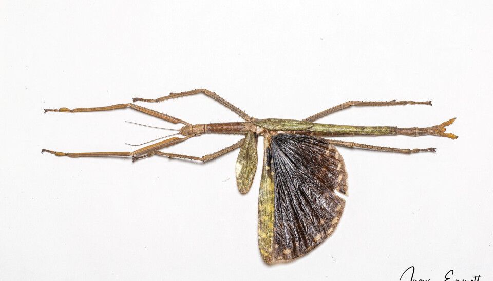 Dette digre insektet er mer enn 40 centimeter lang, og større enn en katt.