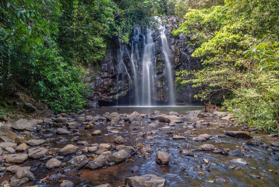 Ellinjaa-fossen i regnskogen i Queensland i Australia. Det er i dette området giga-insektet lever.