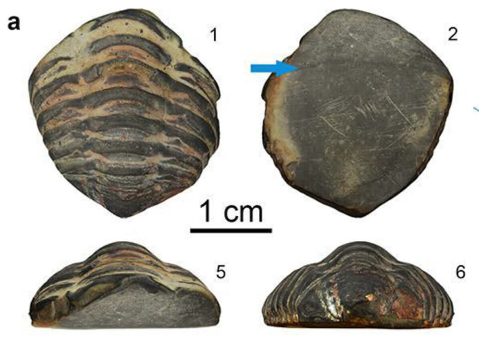 Fossilet stammer fra en trilobitt i slekten Colpocoryphe, fant forskerne ut.