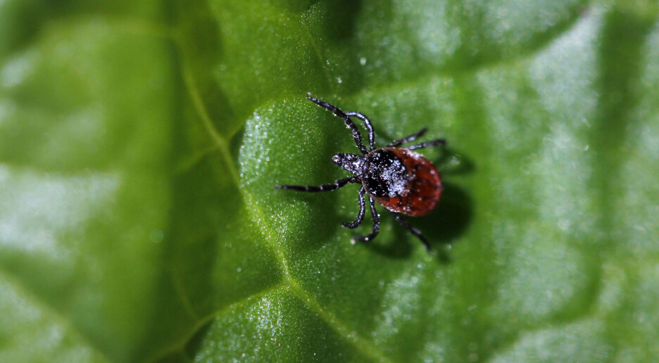Høye smittetall for flåttsykdom så langt i år – kan bli rekord for juli