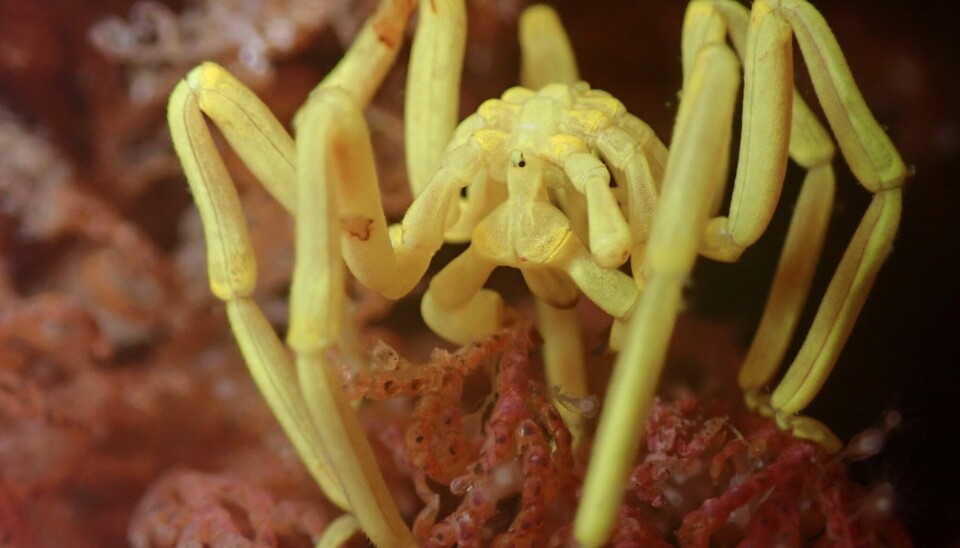 Havedderkoppen Pallenella ambigua ble avbildet utenfor den australske øya Tasmania.