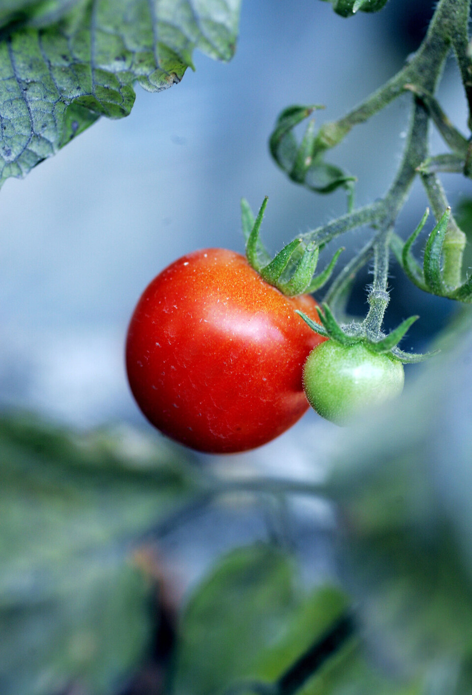 Hunnmøll unngår å legge egg på tomatplanter som gir fra seg visse lyder, ifølge forskning fra Universitetet i Tel Aviv. En mindre, grønn og umoden tomat.