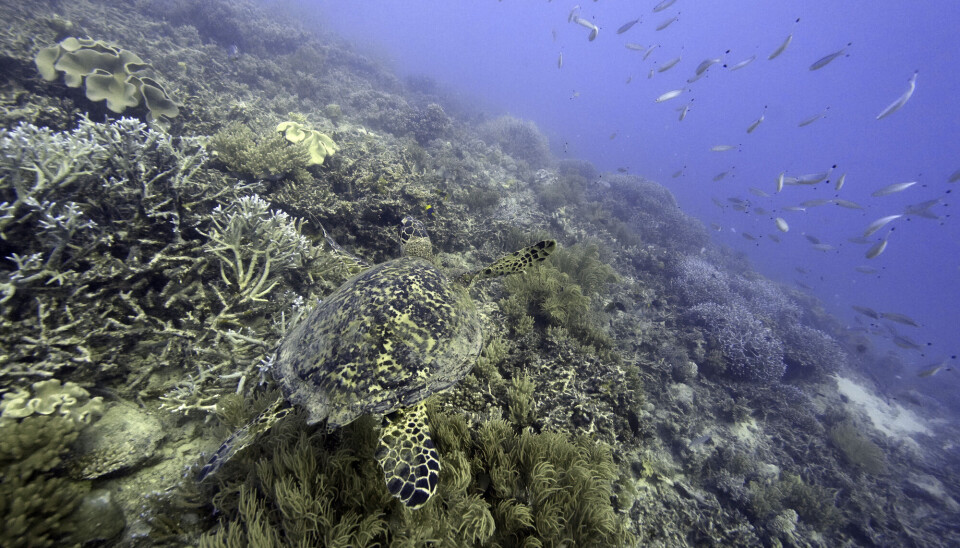 Coral Rapp Rekordstort koralltap i Great Barrier Reef i Australia