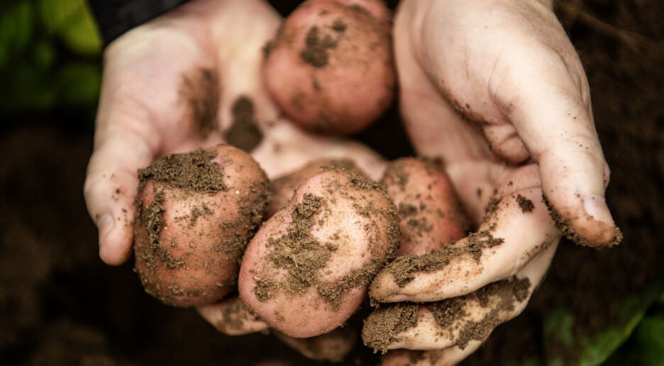 Potetens opprinnelse avslørt: Stammer fra populær matvare