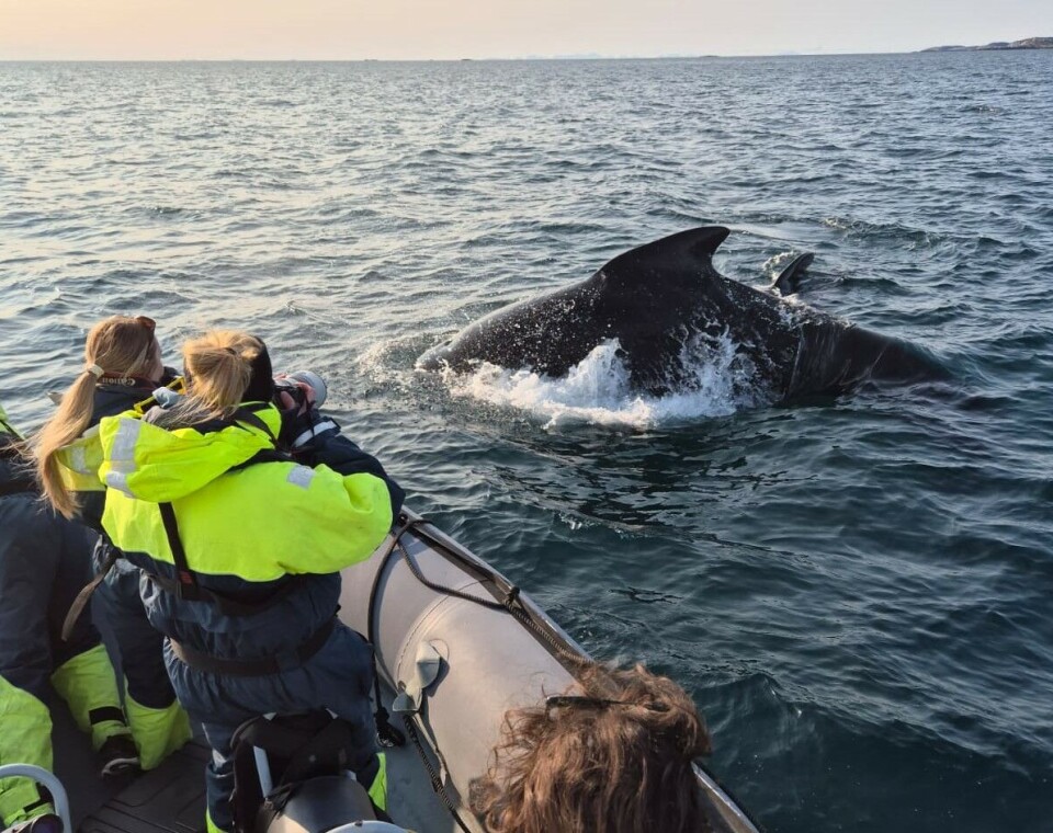Teamet på Ocean Sounds er i full gang med feltarbeid. De tar gjerne imot tips om alle observasjoner av hval i området mellom Bodø og Lofoten. På bildet: Grindhval søker inn i Vestfjorden hver sommer.