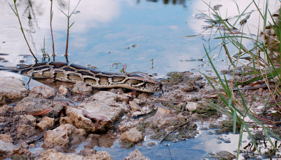 Burmesisk pytonslange i våtmarksområdet Everglades i Florida. Brunflekkete slange ligger delvis over vannet, på noen brune steiner.