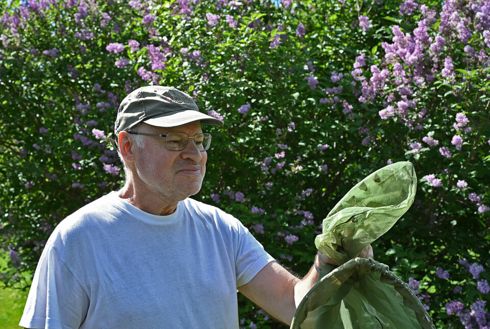 Det krever øvelse å ha så mange sommerfugler i håven på en gang, og det har Roald Bengtson.