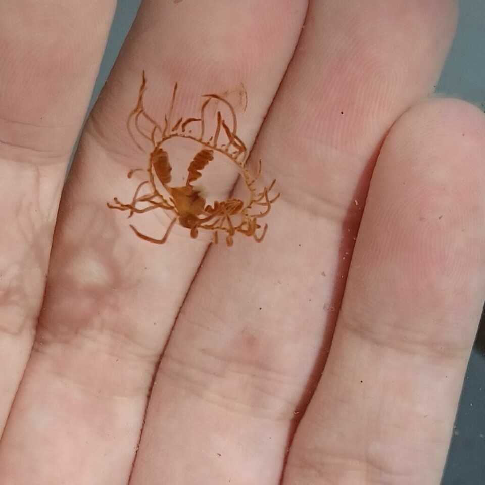 Klamremaneten er omtrent like bred som en finger. Derfor kan den være vanskelig å få øye på i vannet. Det er ikke anbefalt å holde den uten hansker. Stingene brenner og svir kraftig.