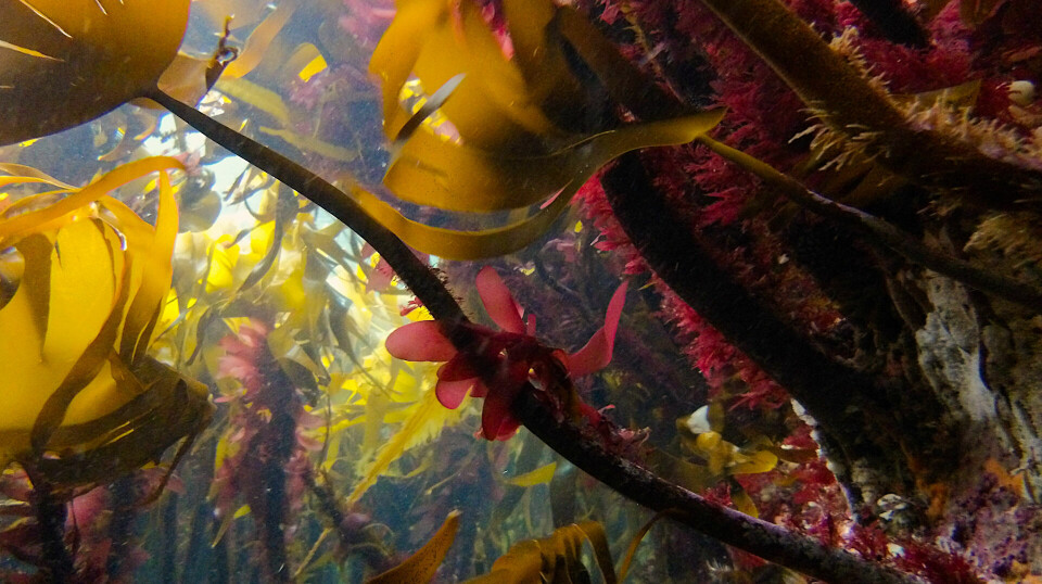 På stilken til taren vokser alger, som denne rødalgen. Tareskogen er et av verdens mest biodiverse områder. På en enkelt tarestengel kan det være opp mot 100 000 individer av ulike arter.