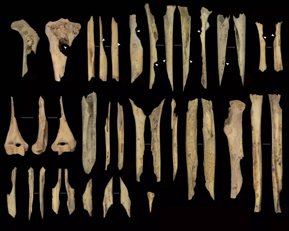 Noen av de fragmenterte og kannibaliserte lemmene fra El Mirador-grotten som arkeologene fant. 37 avlange knokler.