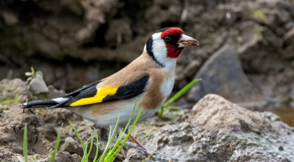 Denne fargerike fuglen klarer seg bra i Norge