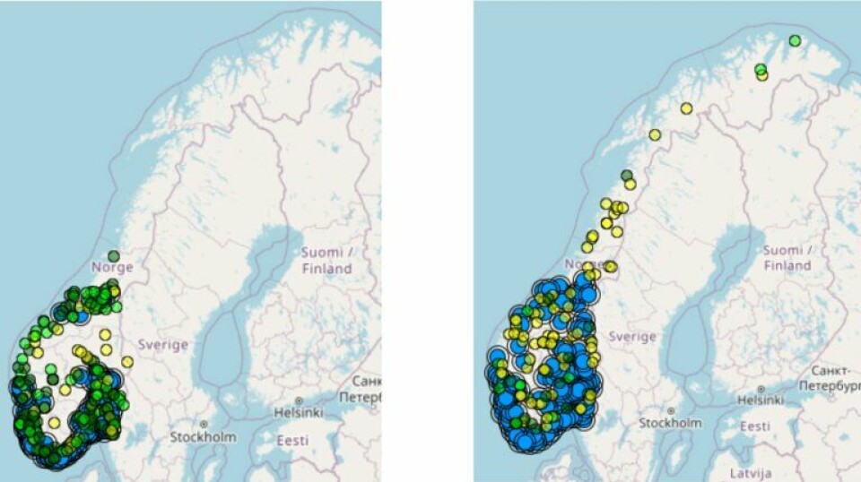 Antall registrerte observasjoner av stillits på artsobservasjoner.no i 2014 og 2024.