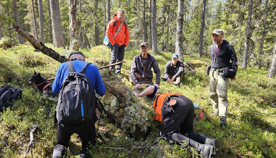På en overgrodd furustamme fant moseeksperter fra Biofokus, NTNU Vitenskapsmuseet og Naturcentrum en ny mose for Norge