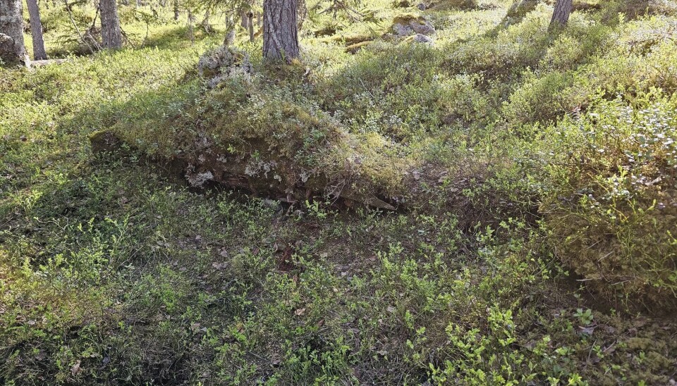 De fleste lægrene er nå bare synlige som avlange forhøyninger under vegetasjonsdekket.