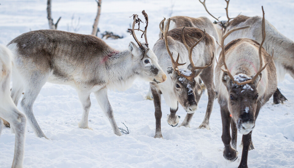 Reinsdyr i Finnmark.