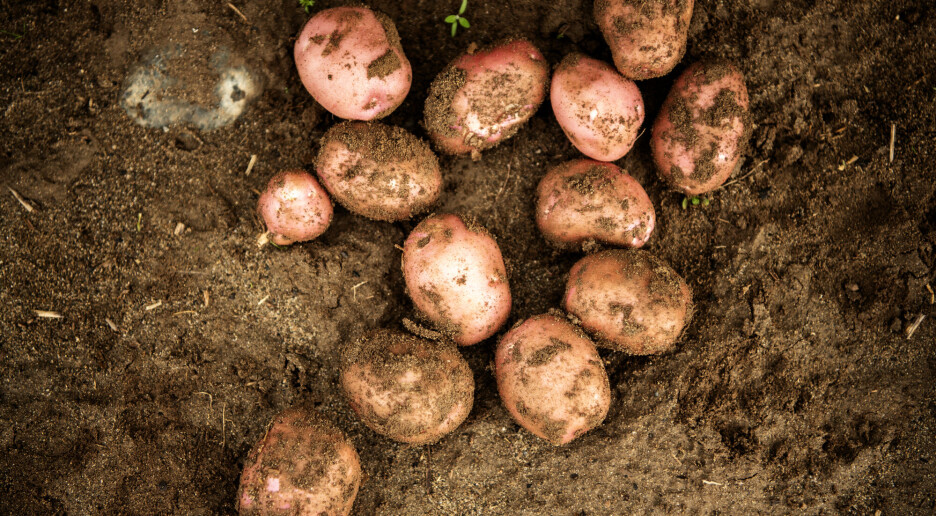 Alt avhenger av hvordan du tilbereder poteten