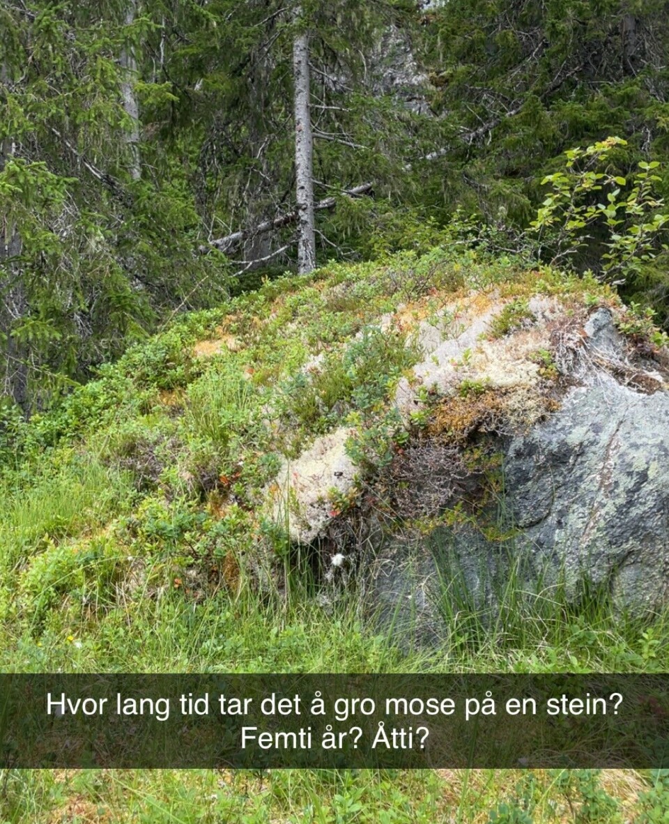 Her er bildet fra leserens skogtur. En stor stein er naken på høyre side og full av vekster på venstre side.