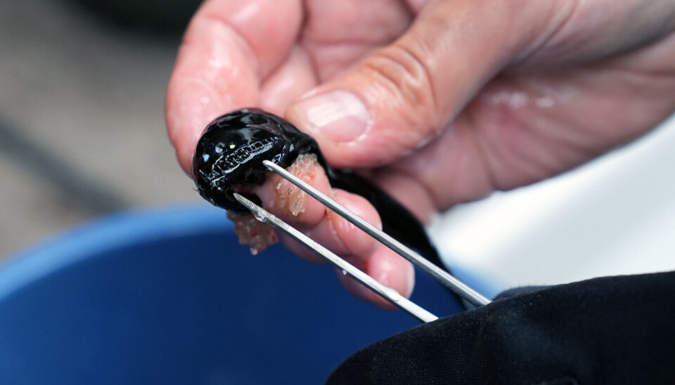 Alle om bord lot seg fascinere av den lille fisken som var rundt 10 centimeter stor. Hånd som holder en liten fisk og en pinsett