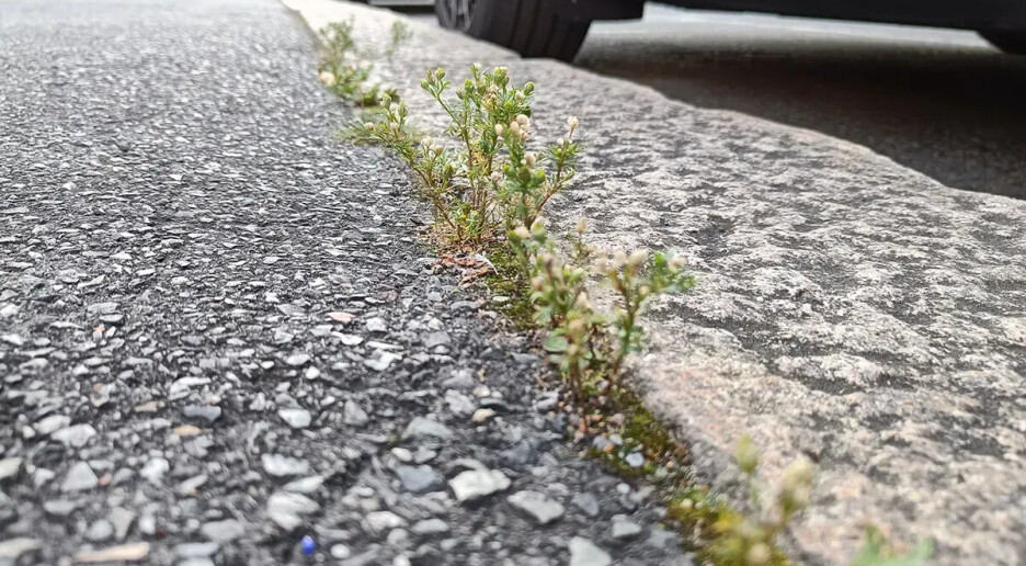 Medisinplante på fortauskanten
