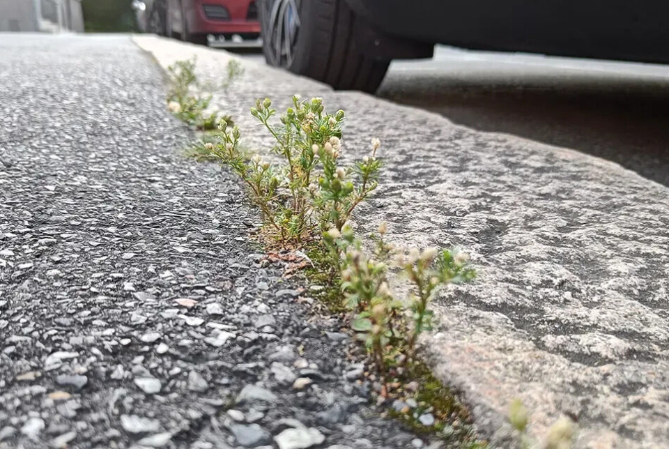 Mellom asfalt og kantstein har tunbalderbrå funne sin heim.