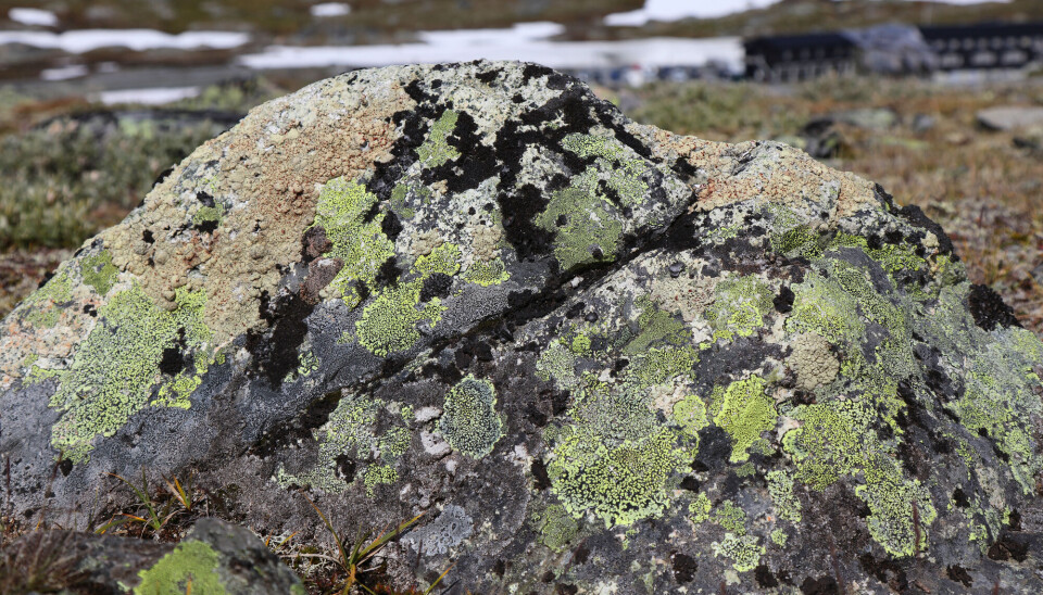Den gulgrønne laven kalles kartlav. Her på en stein i Jotunheimen. En stein på fjellet med flekker av gulgrønnlav og små vekster av mørkegrønn mose.