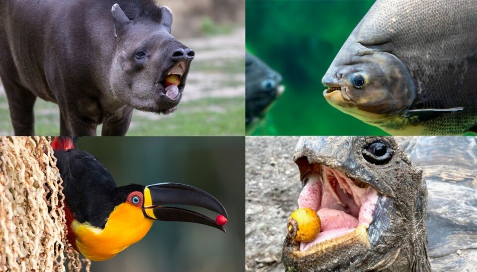 Pattedyr, fisk, fugler og reptiler kan alle være fruktspisere.