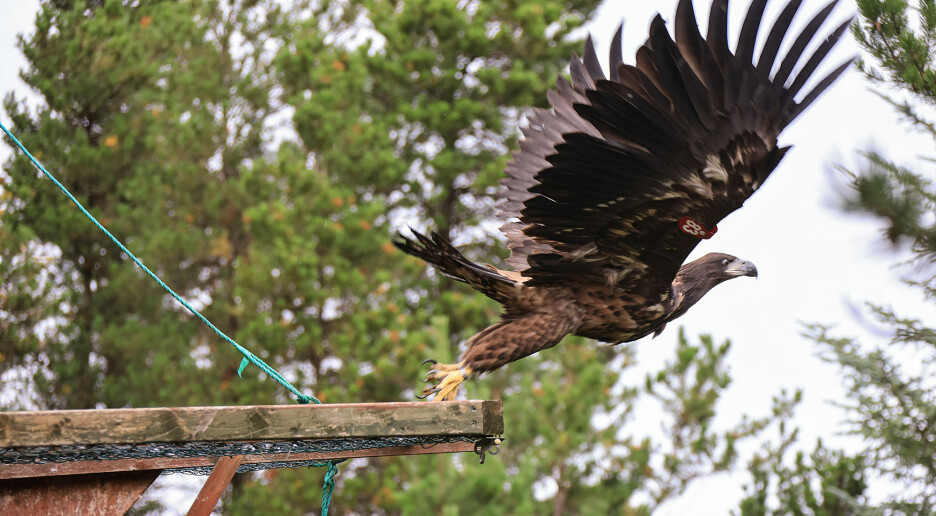 Norsk eksport av havørn: Nå har den gjenerobret Irland