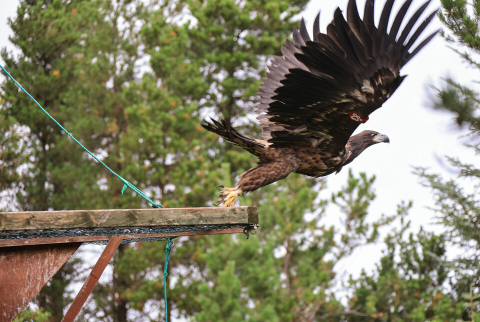 Første gang på egne vinger. Gjeninnføringen av den irske havørnbestanden har vært en suksess. Årets havørnslipp i Killarney nasjonalpark markerte slutten av prosjektet.