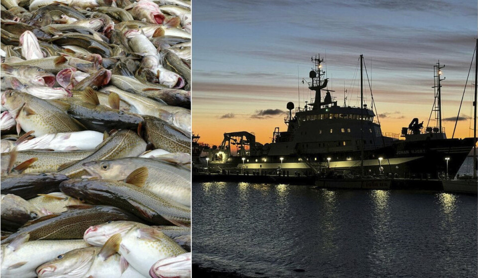 Snittet for fisken i Barentshavet var at mageinnholdet veide to prosent av total kroppsvekt. Det høyeste som ble målt, var 34 prosent av kroppsvekten. Men slike slukhalser var det få av.