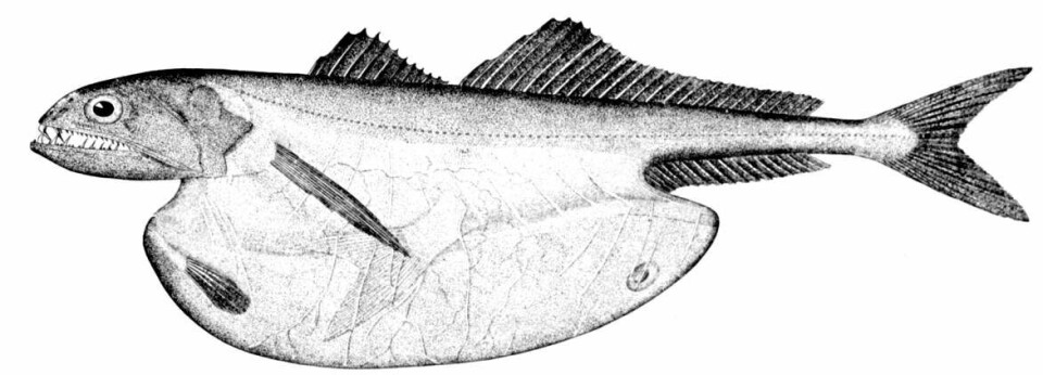 Black swallower fra «Oceanic Ichthyology» av G. Brown Goode og Tarleton H. Bean, publisert i 1896.
