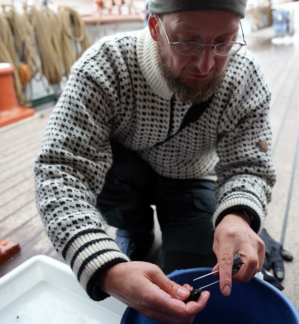 Andreas Altenburger, som er forsker ved Norges arktiske universitetsmuseum, studerer den lille skapningen.