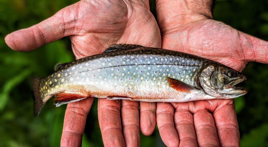 Fisk føler 10 minutters intens smerte når de dør av kvelning, ifølge studie