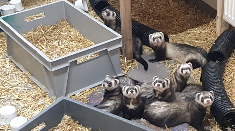 De viktige, små hjelperne i våken tilstand. De sover 18-20 timer i døgnet.