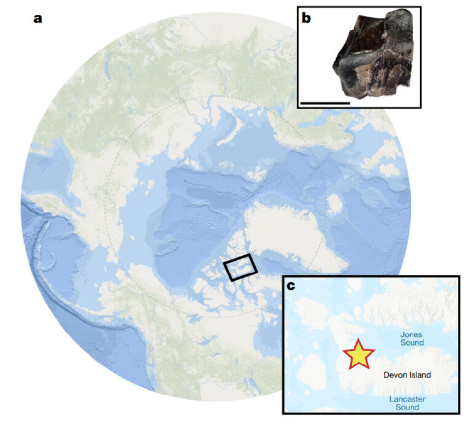 I Haughton-krateret har forskere har funnet protein fra et fossil av et neshorns tannemalje (som vises på bildet øverst til høyre). Krateret ligger på Devon Island i Canadas permafrost-ørken, nord for polarsirkelen. Illustrasjon med kloden, nærbilde av kartområdet som viser Devon Island og en brun, kantete klump som er tannemaljen.