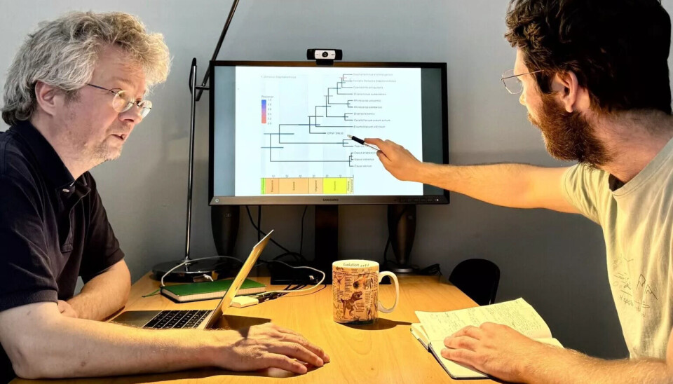 Studiets hovedforfatter, postdoktor Ryan Sinclair Paterson (til høyre) og medforfatter professor Enrico Cappellini (til venstre) fortolker resultater fra proteinet. Begge er fra Globe Institute på Københavns Universitet. To menn sitter ved et bord med en PC-skjerm i enden. Skjermen viser et slektstre. Mannen til venstre har grått hår og briller. Mannen til høyre har mørkt hår og skjegg, samt briller. Han peker på skjermen med en penn.