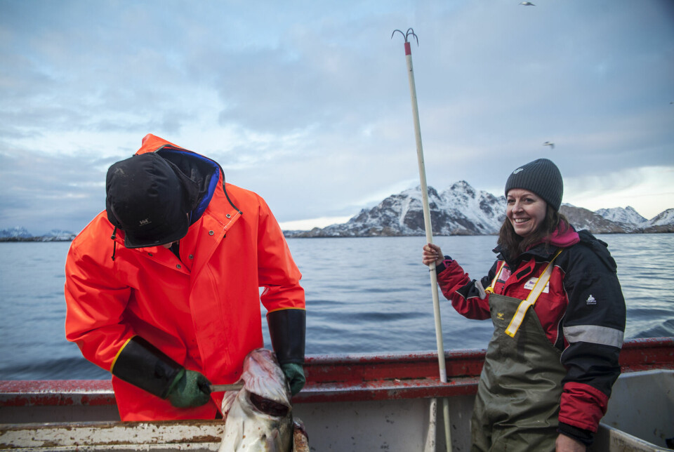 Både skrei og kysttorsk gyter i Lofoten. Forskerne har lenge bekymret seg for om fiskeri kan påvirke det genetiske utvalget. Her er Sissel Jentoft på feltarbeid i Lofoten.