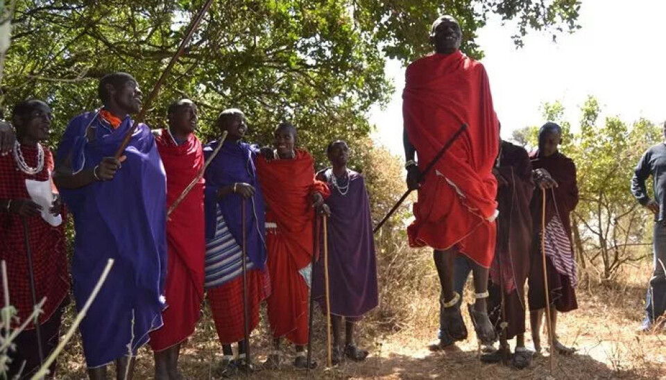 Dette bildet av hoppende masai-menn er fra en tidligere forskningsekspedisjon som Dirk Lund Christensen har deltatt på. Hoppingen i den nye studien er ikke dokumentert med bilder. Mann i rød kjortel hopper. Andre menn i tradisjonelle røde og lilla drakter står med stokk i hånden og ser på. Bakken er dekket av tørt gress, bak dem er det grønne trær.