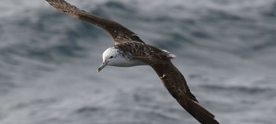Denne sjøfuglen bæsjer bare i lufta. Og den gjør det utrolig ofte