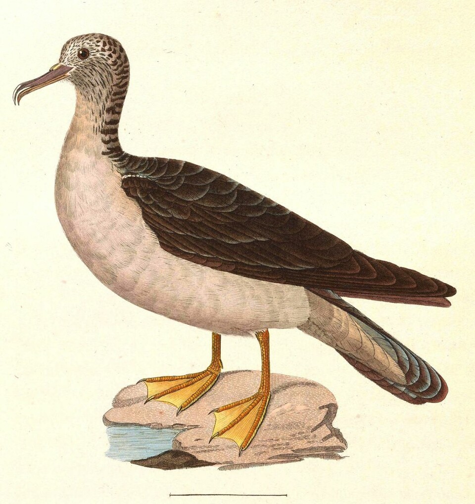 Hvitpannelire (Calonectris leucomelas) lever ikke i Norge, men langs kysten og på havene utenfor Australia, Asia og Russland.