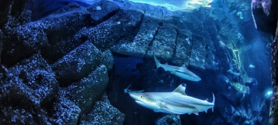 Blir framtidas haier tannløse?