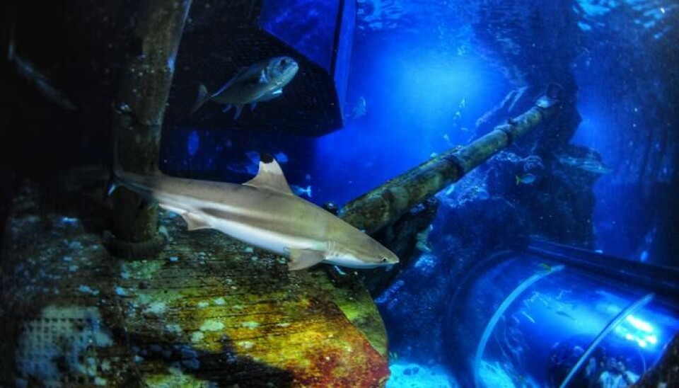 Haiene i akvariet Sealife Oberhausen mister tenner hele tida. Forskerne samlet inn slike tenner for å finne ut hvordan de ville tåle surere vann. En hai i et digert akvarium.