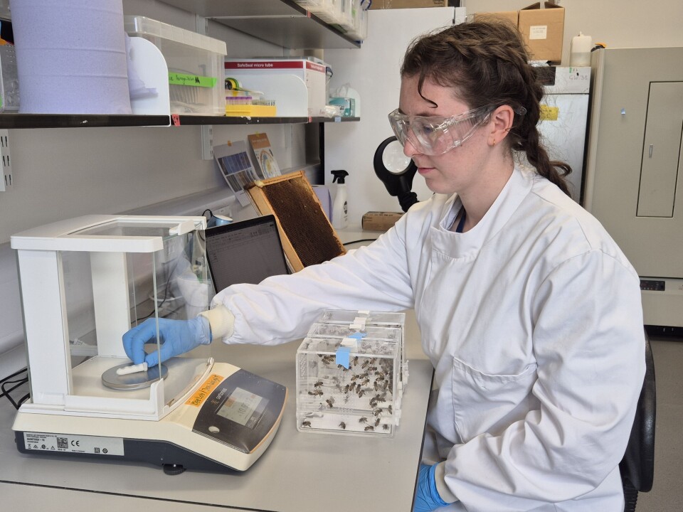 Jennifer Chennells veier tilskuddsmaten ved Oxford Bee Lab.