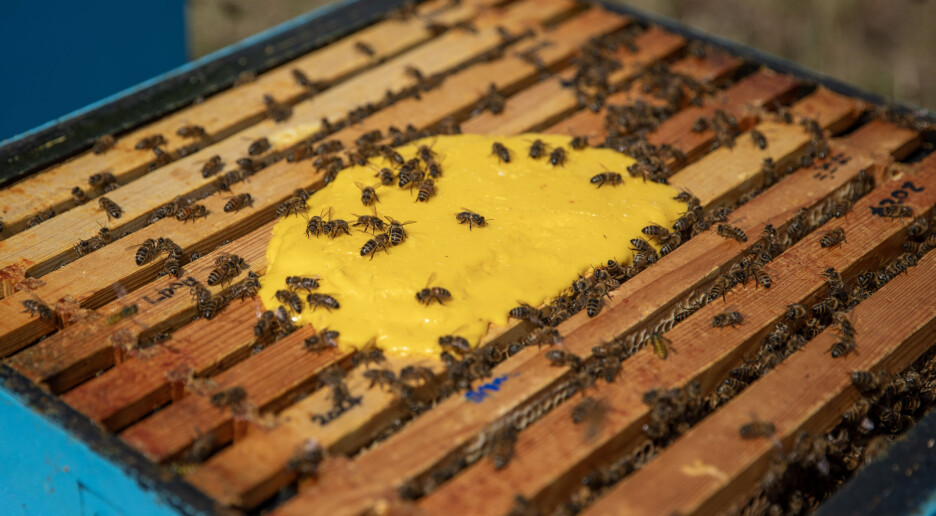 En endring gjorde at flere honningbie-unger vokste opp