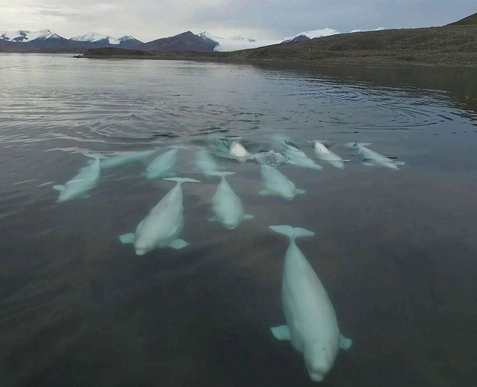 Det er uklart hvor mange hvithvaler som finnes på Svalbard, men det er den vanligste hvalarten i området. Hvithvalene er kjent for å være sosiale dyr som nesten alltid påtreffes i større eller mindre grupper.