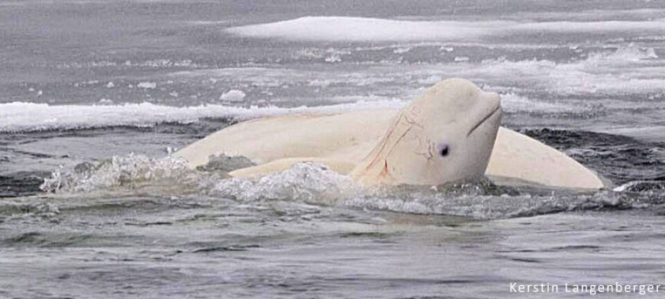 Observasjoner fra ikke-forskere er viktige bidrag inn i forskningen for å blant annet undersøke hvilke leveområder marine pattedyr rundt Svalbard bruker, og hvordan dette har endret seg over tid, muligens i forbindelse med et varmere og mer isfritt hav.