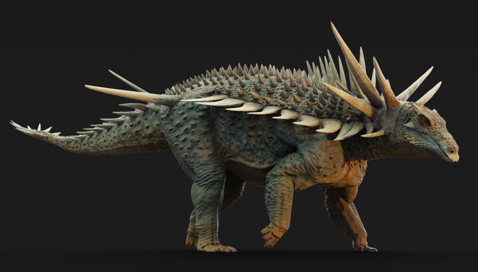 Dinosauren hadde en rekke pigger som vokste ut fra skjelettet.