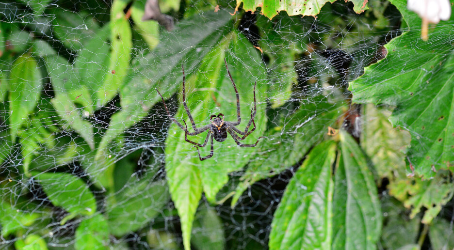 Denne edderkoppen gjør noe smart med selvlysende insekter