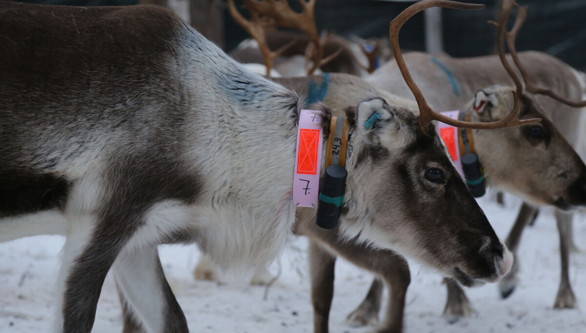 Slik kan forskere følge infeksjon hos rein fra start til slutt