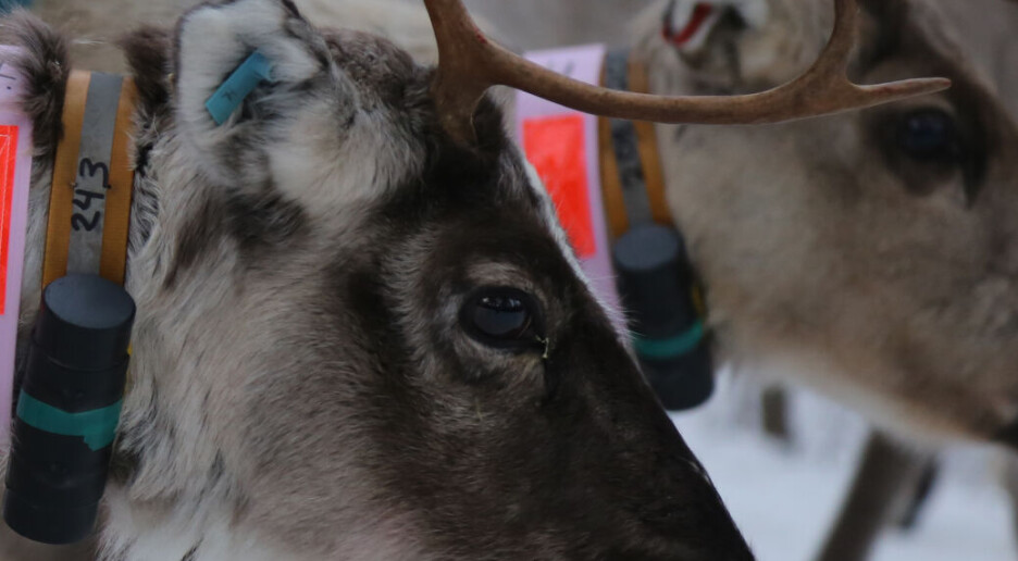 Slik kan forskere følge infeksjon hos rein fra start til slutt